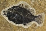 Framed Fossil Fish (Cockerellites) - Wyoming #144131-1